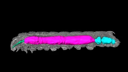 Manduca sexta - Darstellung im Micro-CT
